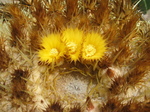 27898 Flowers on cactus.jpg